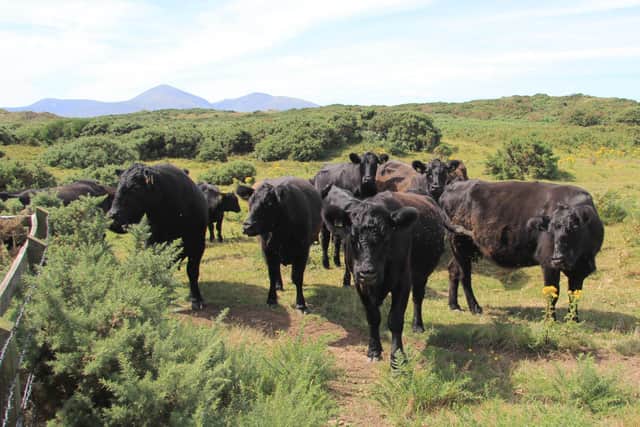 Aberdeen Angus cattle are well suited to the environmentally sensitive land.