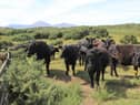 Aberdeen Angus cattle are well suited to the environmentally sensitive land.