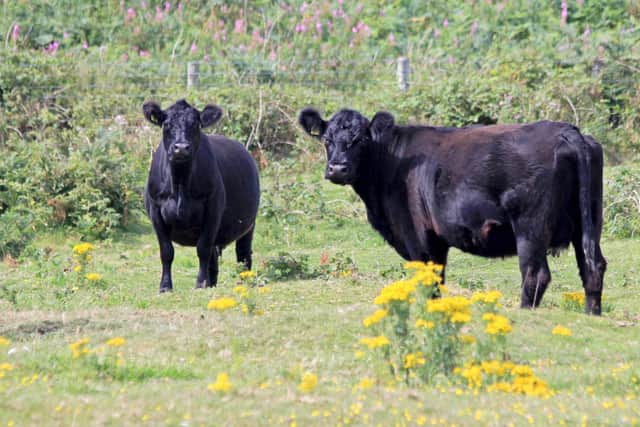 Aberdeen Angus cows are hardy, fertile, easy calving and boast excellent maternal qualities. These are essential traits when they are outwintered in isolated conditions.