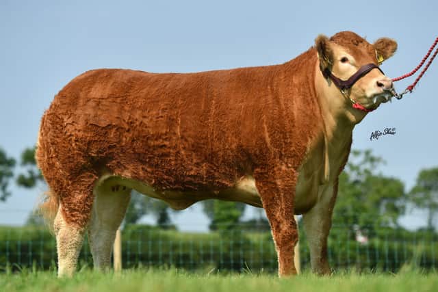 The special Anniversary sale of Limousin cattle organised by the NI Club includes the reigning Balmoral Champion Jalex Riri from James Alexander.  She has also notched up an array of championship awards on the show circuit this season including Interbreed winner at Castlewellan.