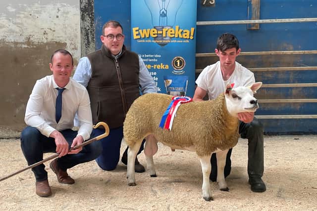 Bonanza Calf Nutrition & Uniblock Champion from Eugene Branagan Largy Flock at the NI Texel Sheep Breeder’s Club Dungannon Export Show and Sale.