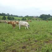 Beef cattle grazing multi-species swards on the farm of Wayne Acheson near Cookstown