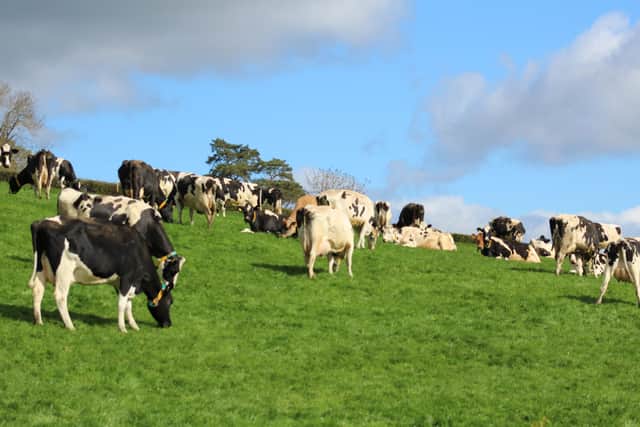 Cows grazing. Picture by David Johnston