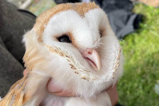 One of the three barn owl chicks hatched and ringed at the new barn owl nest site at Ballycruttle Farm, thanks to help from conservationists at Ulster Wildlife and RSPB NI.