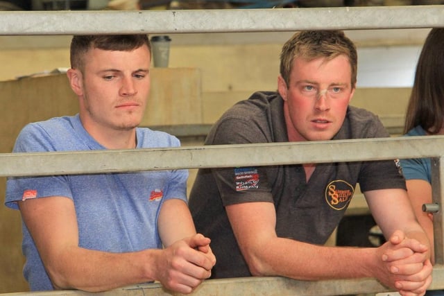 Mark Henry, Stranocum, and David Simpson, Lisburn, keeping an eye on the Jersey judging. Picture: Julie Hazelton