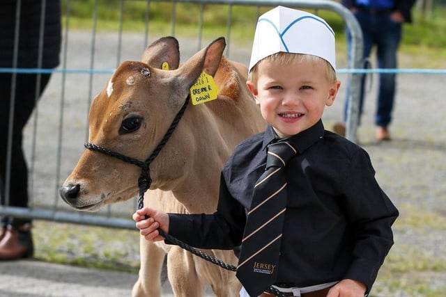 Three-year-old Harris Kennedy from Ballymena competing in the novice Jersey showmanship class. Picture: Jane Steel