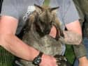 Winnie the wallaby has been found