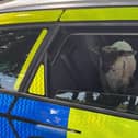 The woolly law breaker found itself in the back of a police car. Image: Police Mid & East Antrim/Facebook
