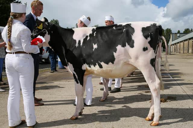 Priestland 7085 Master James Rose, the champion award winning calf, topping the line-up of class 8