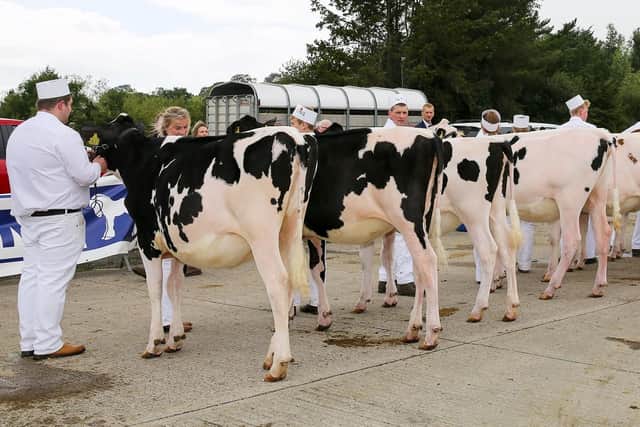 – Line up of calves in class 10