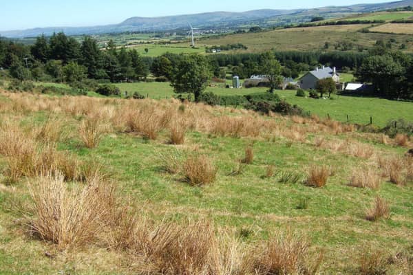 Soft rush weed wiped with glyphosate on Peter McSparron’s Claudy farm
