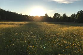 The meadow in the Tommy Patton Park