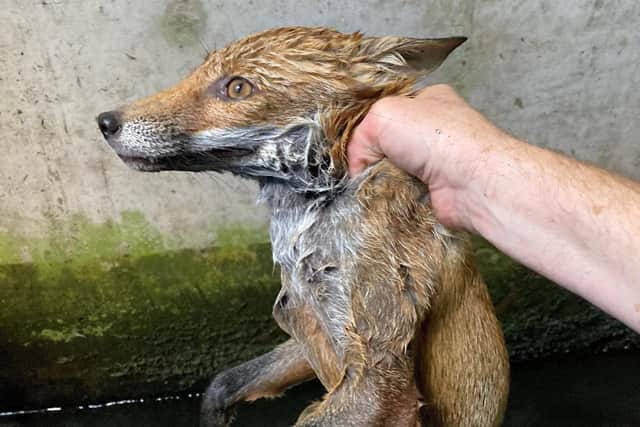 The USPCA has rescued a young female fox from a water containment tank