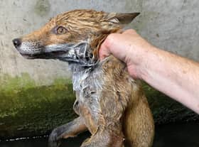 The USPCA has rescued a young female fox from a water containment tank