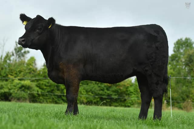 'Ryans Ursuline' is a powerful daughter of Rawburn Boss Hogg N630 from one of the best females in the herd. Image: Agri Images