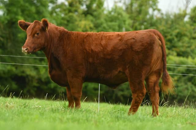 'Portanes Red U Lady' presents a unique opportunity to tap into red genetics. Sired by Hawkley Red Zepplin N659 this is a truly outstanding yearling heifer. Image: Agri Images