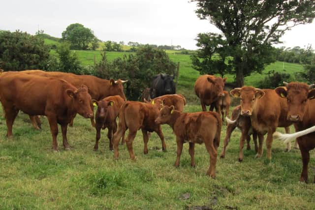 A group of spring born shorthorn heifers on the Cultra farm, bred by female sexed beef semen from maiden heifers calving down at 24 months