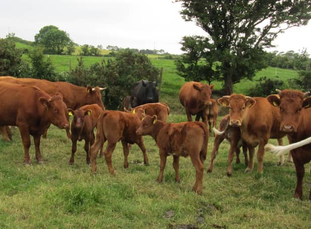A group of spring born shorthorn heifers on the Cultra farm, bred by female sexed beef semen from maiden heifers calving down at 24 months