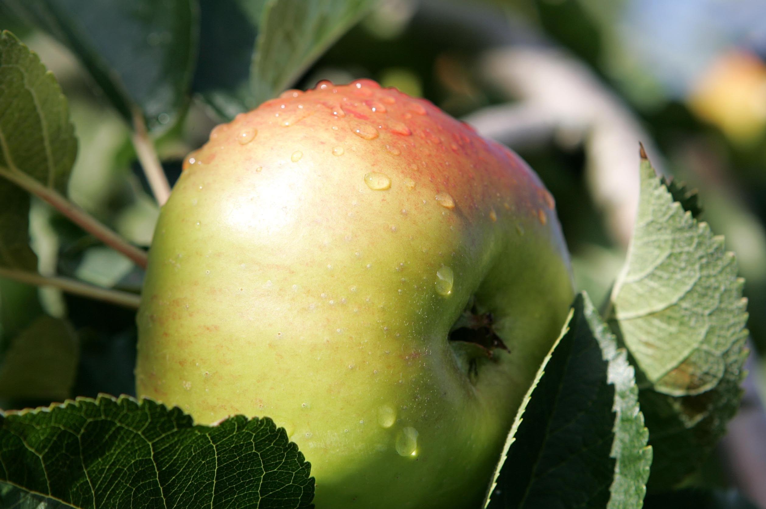 An Armagh Bramley apple’s taste is sharp and has a sparkly crunch