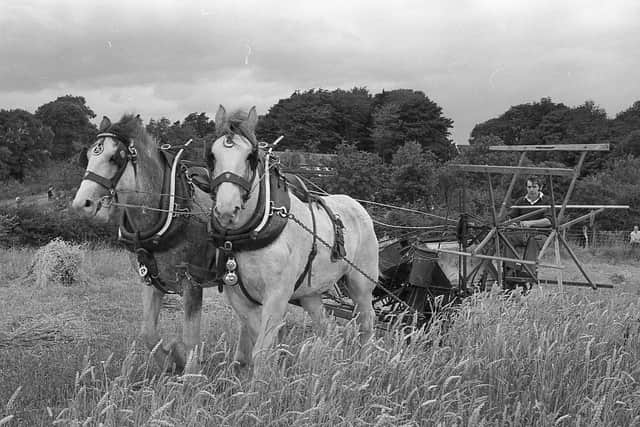 Mr Bertie Hanna from Saintfield with Clydesdales, Ben and Simon, harvesting, by the traditional method, wheat grown on the farm at the Ulster Folk Museum, Cultra, in August 1982. Picture: News Letter archives