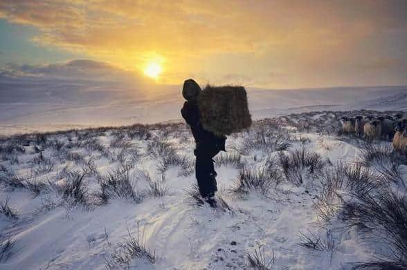 Carrying a bale through the snow to her flock of sheep