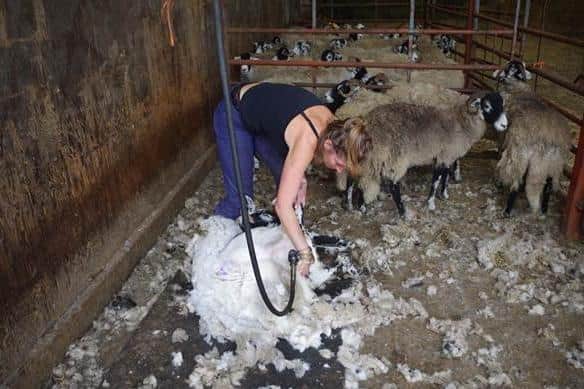 Sheep Shearing: Amanda tends to a flock of 1,000 sheep