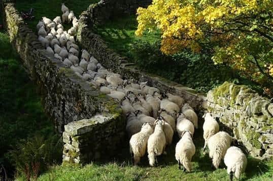The Yorkshire Shepherdess moves her flock