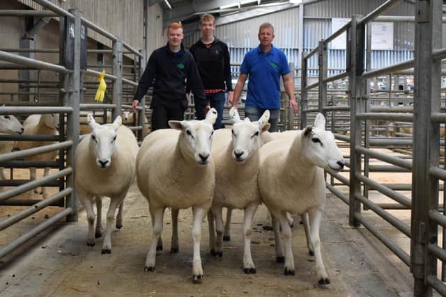 Second prize shearling ewes - B and E Latimer - £265
