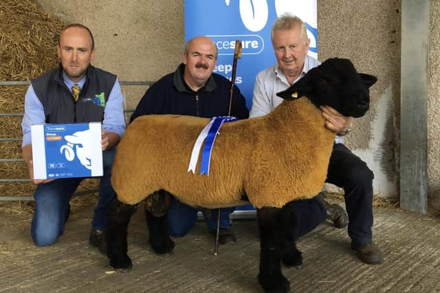 Second Prize Ram Lamb & Reserve Champion from S&W Tait sold for 950gns to W O'Neill, Co. Tyrone