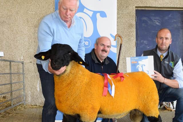 Overall Champion from S&J McCloskey sold for 1300gns to A Moore, Co. L Derry Judge  Martin Doherty & Sponsor Neil Acheson, Animax