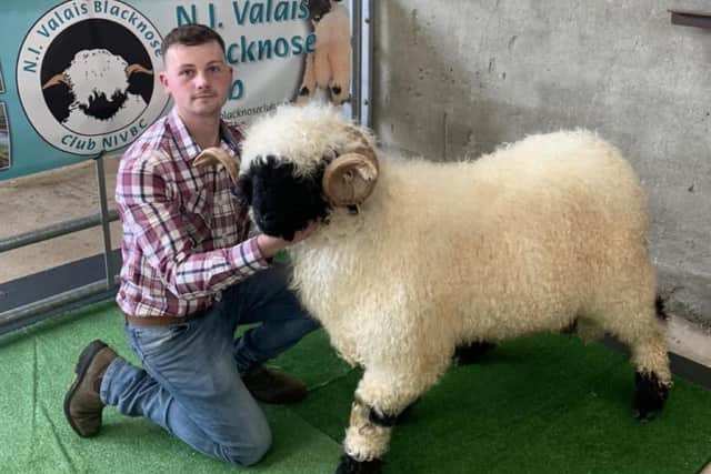Adam was delighted to have purchased his new stock ram in the summer and shared the news to his Brookmount Pygmy Goats and Valais Blacknose Sheep Facebook page.