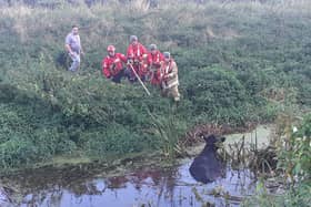 Fire crews have rescued a bullock from the Newry Canal. Image: NIFRS South