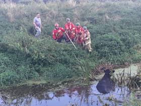 Fire crews have rescued a bullock from the Newry Canal. Image: NIFRS South