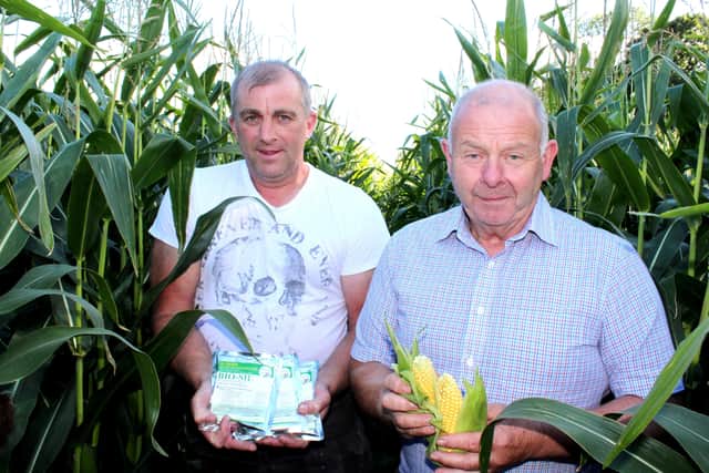 Discussing the prospects for this year's forage maize crops: Frank
Foster, BioSil (Right) with Ballymena dairy farmer David McBurney.