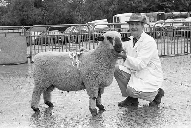 Mr A T Robinson of Cargycreevy with his Hampshire Down ram lamb at the breed show and sale which was held at Saintfield Livestock Market at the end of August 1982. Mr Robinson won both the supreme championship and reserve supreme. Picture: News Letter archives
