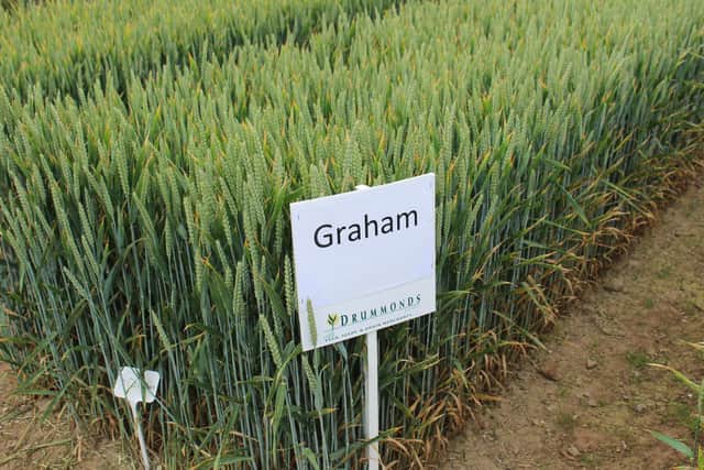 The development of new wheat varieties continues apace around the
world
