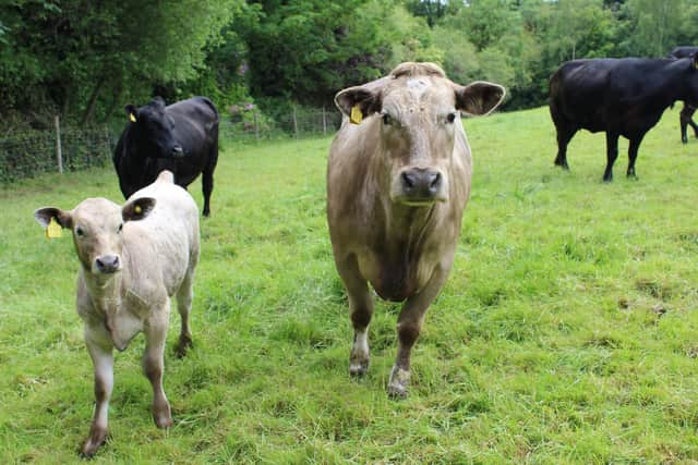 How will improved genetics impact on suckler production here in Nothern
Ireland?