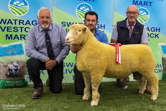 Peter Lamb with first prize ram lamb and best opposite sex to champion pictures with judge Trevor Knox and sponsor Sam Ritchie (Strabane Mills)