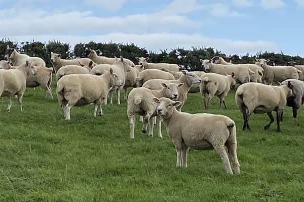 Gerard runs a flock of 250 BelclareXDorset and CharollaisXDorset ewes near Portaferry