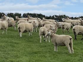 Gerard runs a flock of 250 BelclareXDorset and CharollaisXDorset ewes near Portaferry