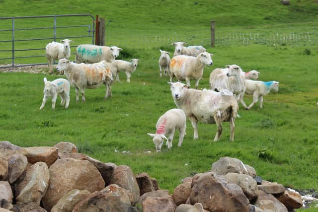 Is the EasyCare breed the future, where sheep production is
concerned?