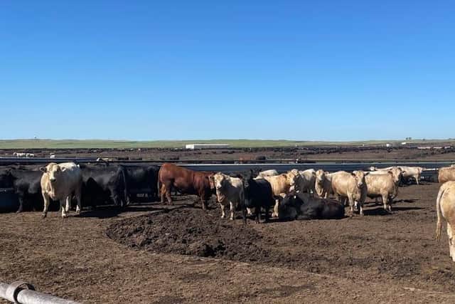 The US takes cattle pretty seriously, and a leading beef specialist says farmers in the UK should learn some lessons from their American counterparts