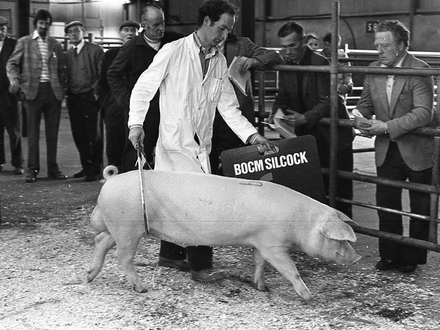 This collection of old photos is from 1981.