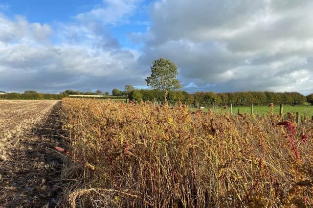 Semi-natural habitats at the Beef and Arable Sub-Unit at CAFRE, pictured is a strip of winter feed crop adjacent to the retained winter stubble and hedgerows. Pic: CAFRE