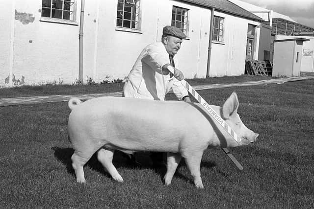 Pictured in October 1981 at the Royal Ulster Autumn show and sale at Balmoral is Crossgar farmer Hubert Gabbie who is seen with the supreme champion Large White Boar. Picture: Farming Life archives/Darryl Armitage