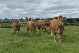 Payments commence for Year Two of the Beef Carbon Reduction Scheme.