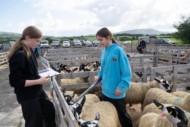 Kate Buchanann and Yvonne Gourley scanning sheep at the Alexander Gourley open air sheep show and sale at Aghanloo on Tuesday morning. Photo Clive Wasson