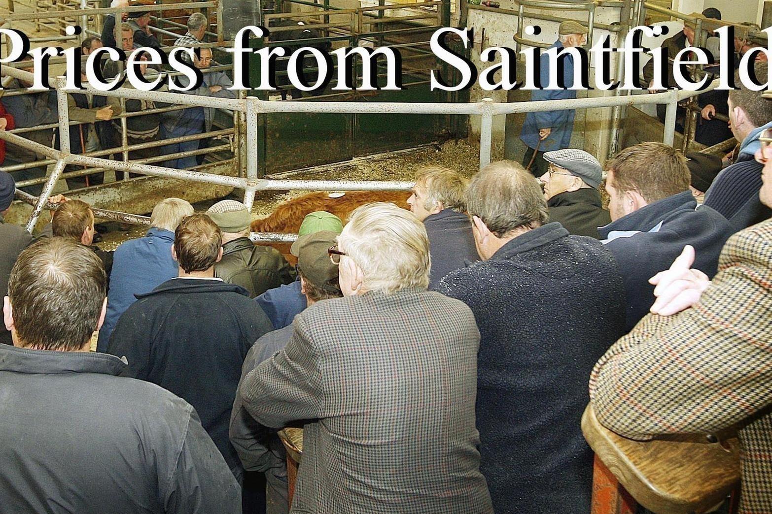 Suckler sales getting off to a flying start at Saintfield Mart