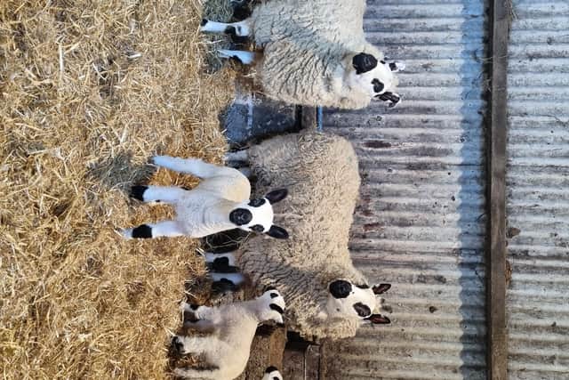 Heather’s pedigree Kerry Hill sheep. Pic: UFU