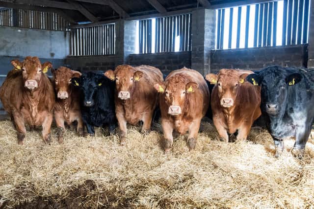 Some of the herd’s prize winning bulling heifers. Picture: The Scottish Farmer